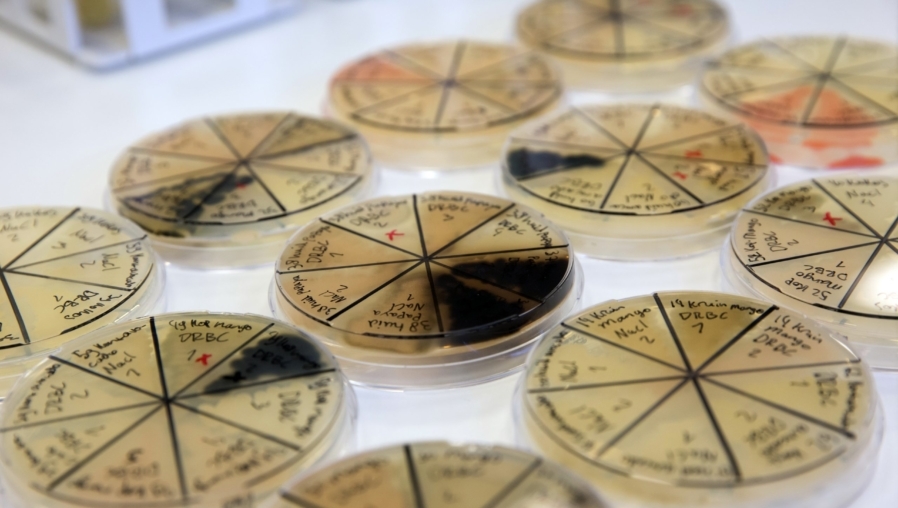 Westerdijk-schimmels