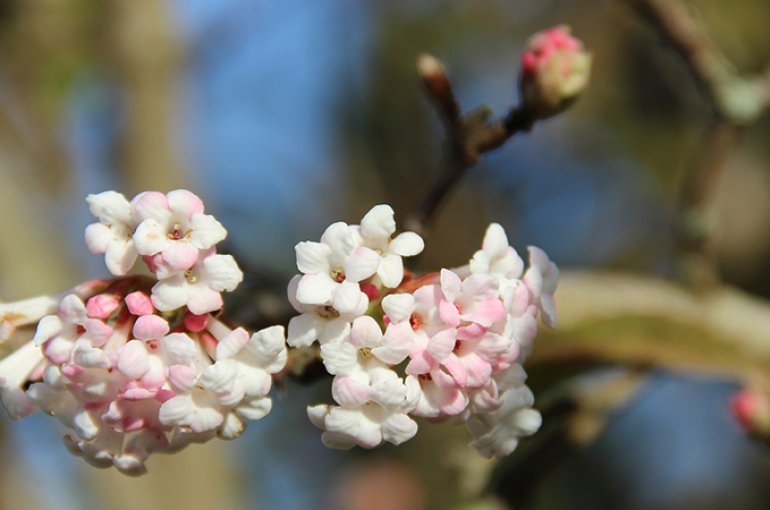 beta-Viburnum bodnantense Wintersneeuwbal wintersluiting botanische tuinen