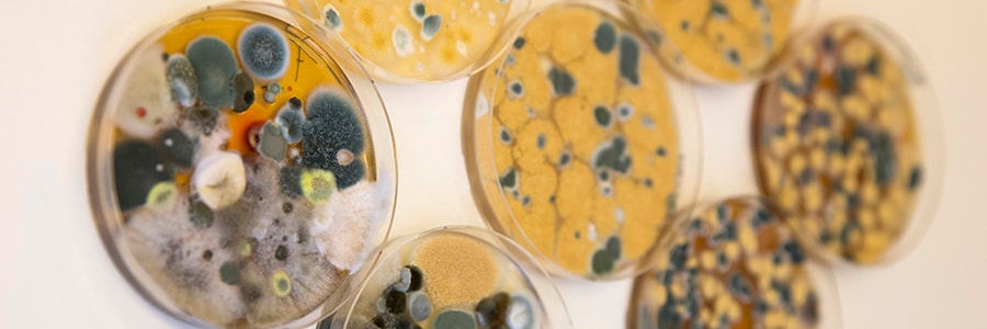 Westerdijk Spring Symposium ‘One Health Mycology’ introduction (EN)