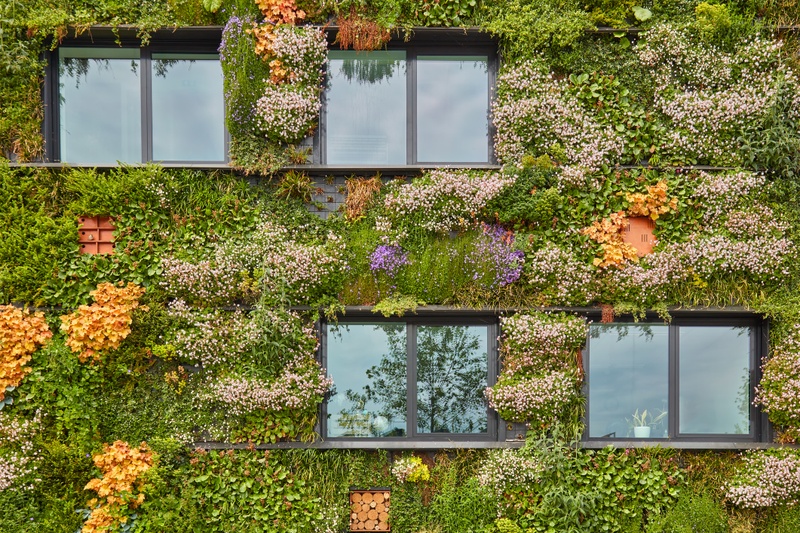 Green walls can combat urban heat and help biodiversity